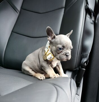 Medium Photo #5 French Bulldog Puppy For Sale in MARYSVILLE, WA, USA