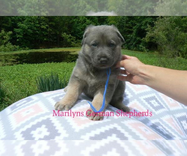 Medium Photo #3 German Shepherd Dog Puppy For Sale in PIEDMONT, MO, USA