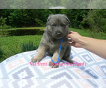 Small #2 German Shepherd Dog