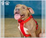 Small #2 Staffordshire Bull Terrier