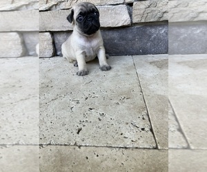 Pug Puppy for sale in BROOKSVILLE, FL, USA