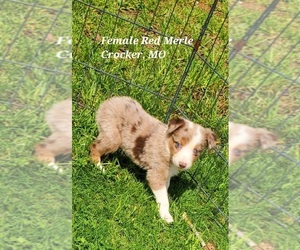 Australian Shepherd Puppy for sale in RICHLAND, MO, USA