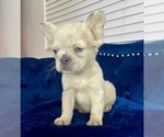 Small Photo #9 French Bulldog Puppy For Sale in PITTSBURGH, PA, USA