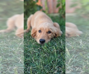 Golden Retriever Puppy for sale in CITRUS HEIGHTS, CA, USA