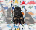Small Photo #3 German Shepherd Dog Puppy For Sale in CLEVELAND, TN, USA
