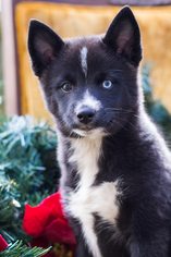 Pomsky Puppy for sale in BALL GROUND, GA, USA