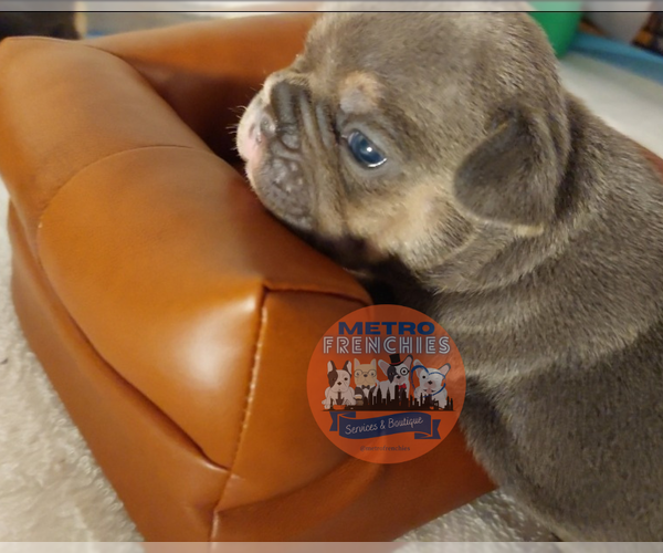 Medium Photo #56 French Bulldog Puppy For Sale in MANHATTAN, NY, USA