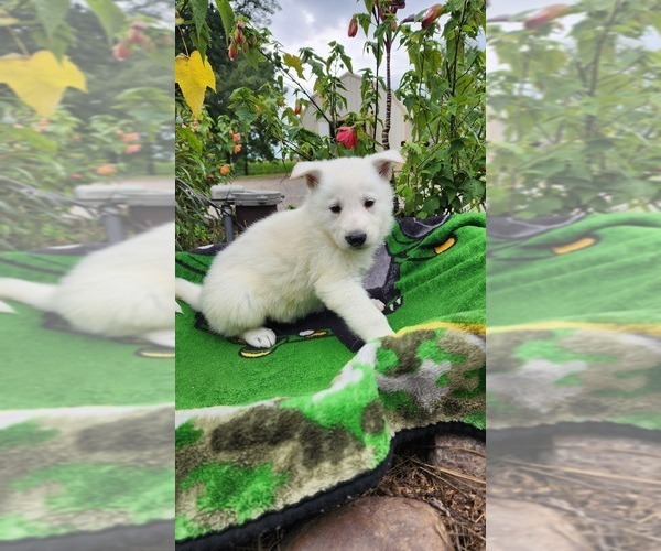 Medium Photo #1 German Shepherd Dog Puppy For Sale in GREENWOOD, WI, USA