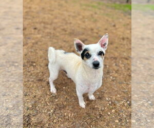 Chihuahua Dogs for adoption in Pacolet, SC, USA