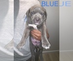 Small Photo #2 American Pit Bull Terrier Puppy For Sale in FORT WALTON BEACH, FL, USA