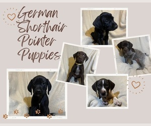 German Shorthaired Pointer Puppy for sale in TUCSON, AZ, USA