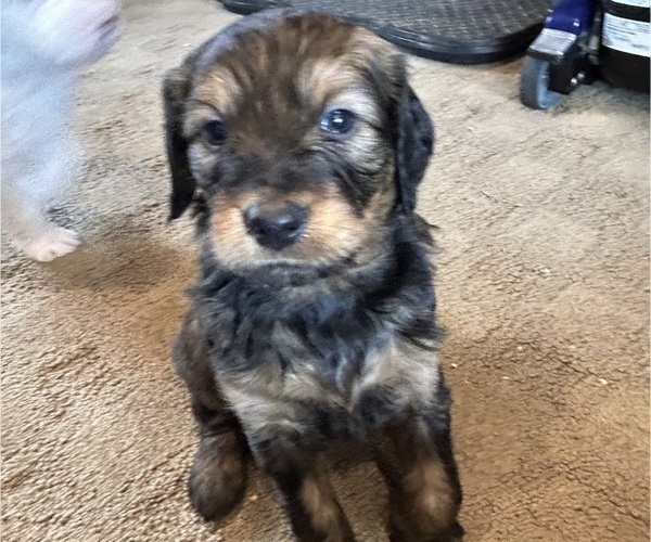 Medium Photo #2 Bernedoodle (Miniature) Puppy For Sale in HENDERSON, CO, USA