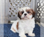 Small Shih Tzu