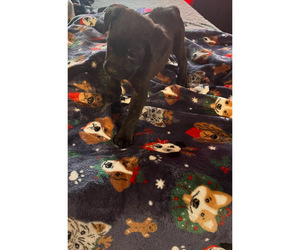 Cane Corso-Rottweiler Mix Puppy for Sale in LANSFORD, Pennsylvania USA