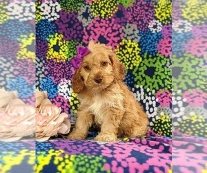 Cock-A-Poo Puppy for sale in LINCOLN UNIVERSITY, PA, USA