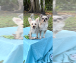 Small #5 Poodle (Toy) Mix