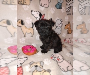 Poodle (Toy) Puppy for sale in LAPEER, MI, USA