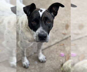 Medium American Bulldog Mix