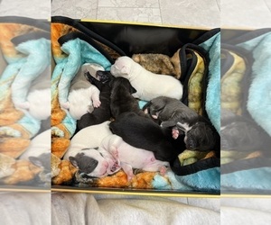 American Pit Bull Terrier Litter for sale in OKLAHOMA CITY, OK, USA