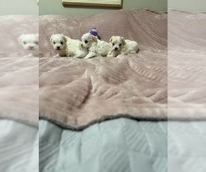 Maltese-Poodle (Toy) Mix Puppy for sale in BENSON, NC, USA