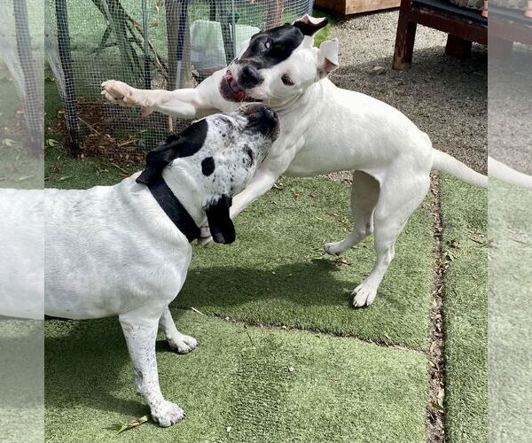 Medium Photo #4 Bullypit Puppy For Sale in Berkeley, CA, USA