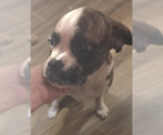 Small #1 Cavalier King Charles Spaniel Mix