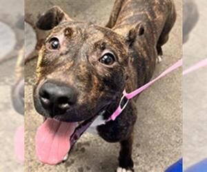 Mutt Dogs for adoption in Woodland, CA, USA