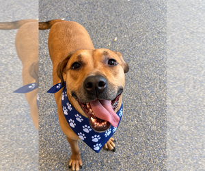 Labrador Retriever-Rhodesian Ridgeback Mix Dogs for adoption in Phoenix, AZ, USA
