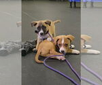 Small #3 Labrador Retriever Mix
