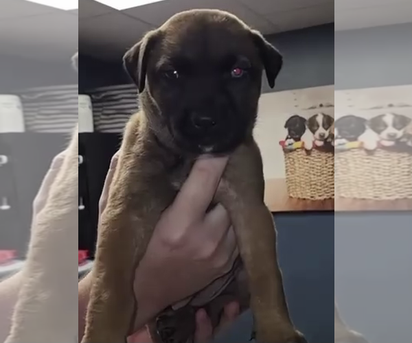 Medium Photo #1 German Shepherd Dog-Unknown Mix Puppy For Sale in Kankakee, IL, USA