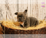 Small Photo #2 French Bulldog Puppy For Sale in NEW SMYRNA, FL, USA