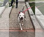 Small #1 American Staffordshire Terrier Mix