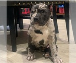 Small Photo #22 American Bully Puppy For Sale in PALMDALE, CA, USA