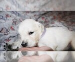 Puppy 10 English Cream Golden Retriever