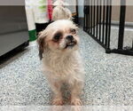 Small #2 Shih Tzu
