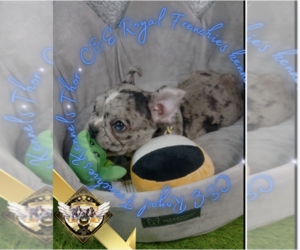 French Bulldog Puppy for Sale in HARRISON, Tennessee USA