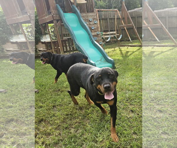 Medium Photo #7 Rottweiler-Unknown Mix Puppy For Sale in White Hall, AR, USA