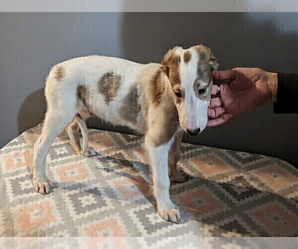 Medium Photo #9 Borzoi Puppy For Sale in FULTON, NY, USA