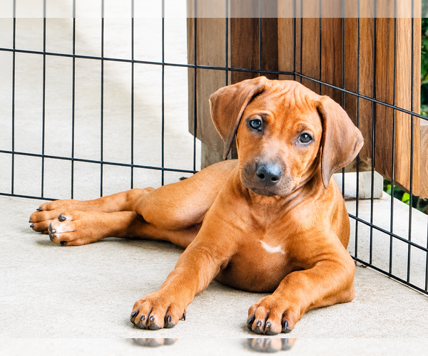 Medium Photo #28 Rhodesian Ridgeback Puppy For Sale in MADISON, GA, USA
