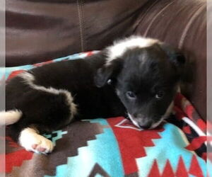 Border Collie-Unknown Mix Dogs for adoption in Winter Park, CO, USA