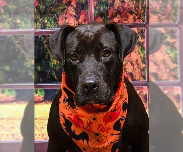 Medium Photo #2 Mutt Puppy For Sale in Sanford, FL, USA