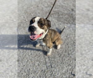 Mutt Dogs for adoption in Evansville, IN, USA