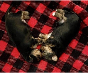Yorkshire Terrier Puppy for sale in LAKE CHARLES, LA, USA
