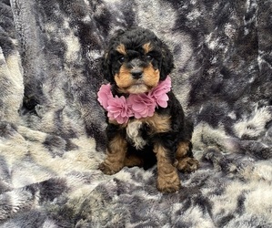 Cavapoo Puppy for sale in CAMPBELLSVILLE, KY, USA