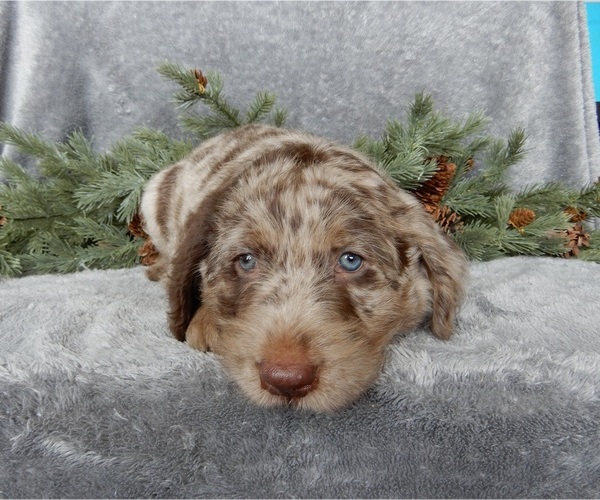 Medium Photo #4 Labradoodle Puppy For Sale in MILLERSBURG, OH, USA
