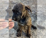 Small Photo #2 American Bulldog-American Mastiff Mix Puppy For Sale in DUNNELLON, FL, USA