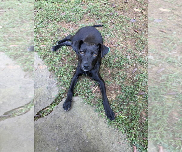 Medium Photo #4 Labrador Retriever-Unknown Mix Puppy For Sale in Mooresville, NC, USA