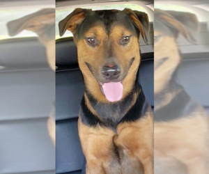Mutt Dogs for adoption in Evansville, IN, USA