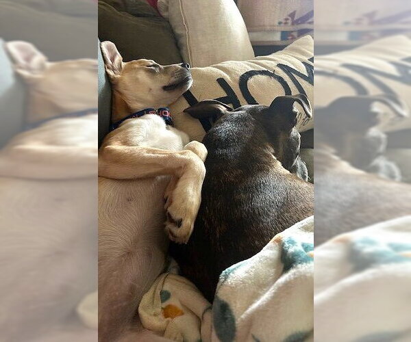 Medium Photo #10 Mutt Puppy For Sale in MECHANICSBURG, PA, USA