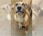 Small #3 Catahoula Leopard Dog Mix